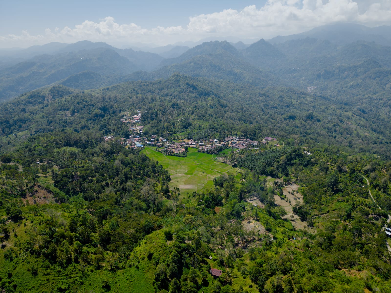 Perkebunan Cengkeh