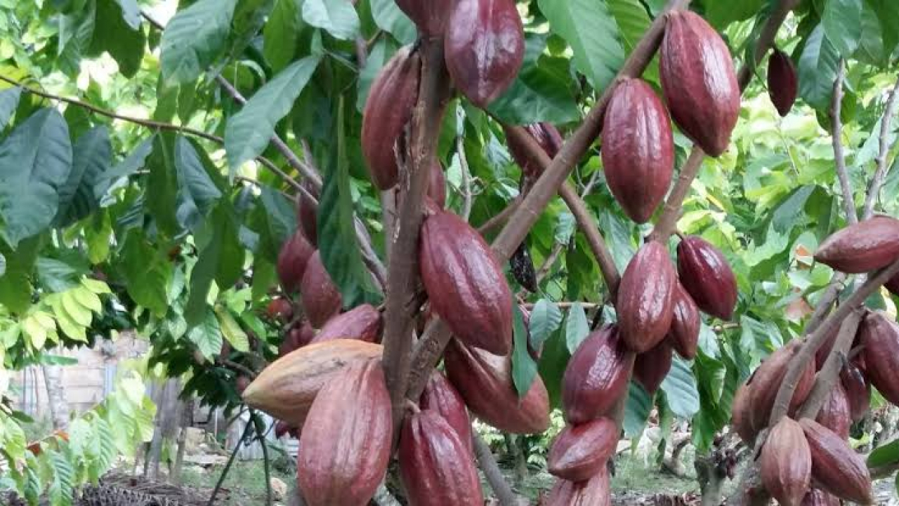 Perkebunan Kakao