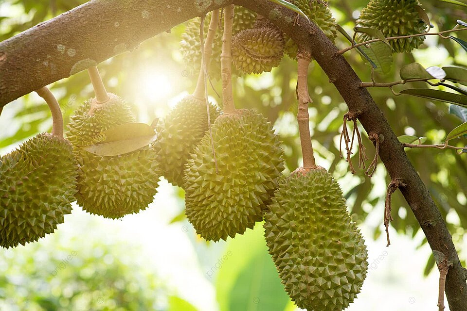 Perkebunan Durian